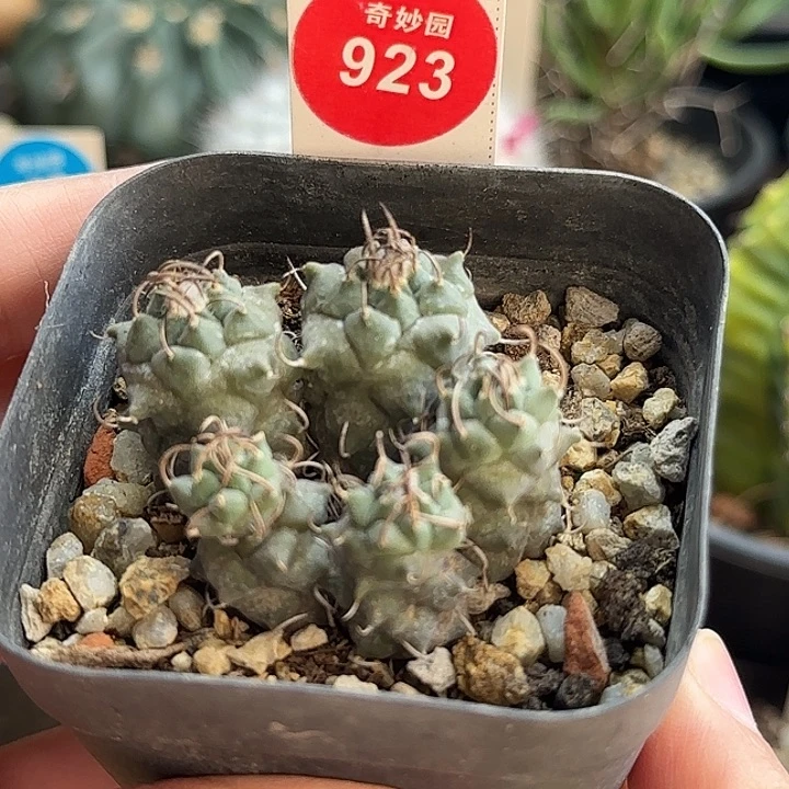 实生五头碳刺升云龙娇丽群