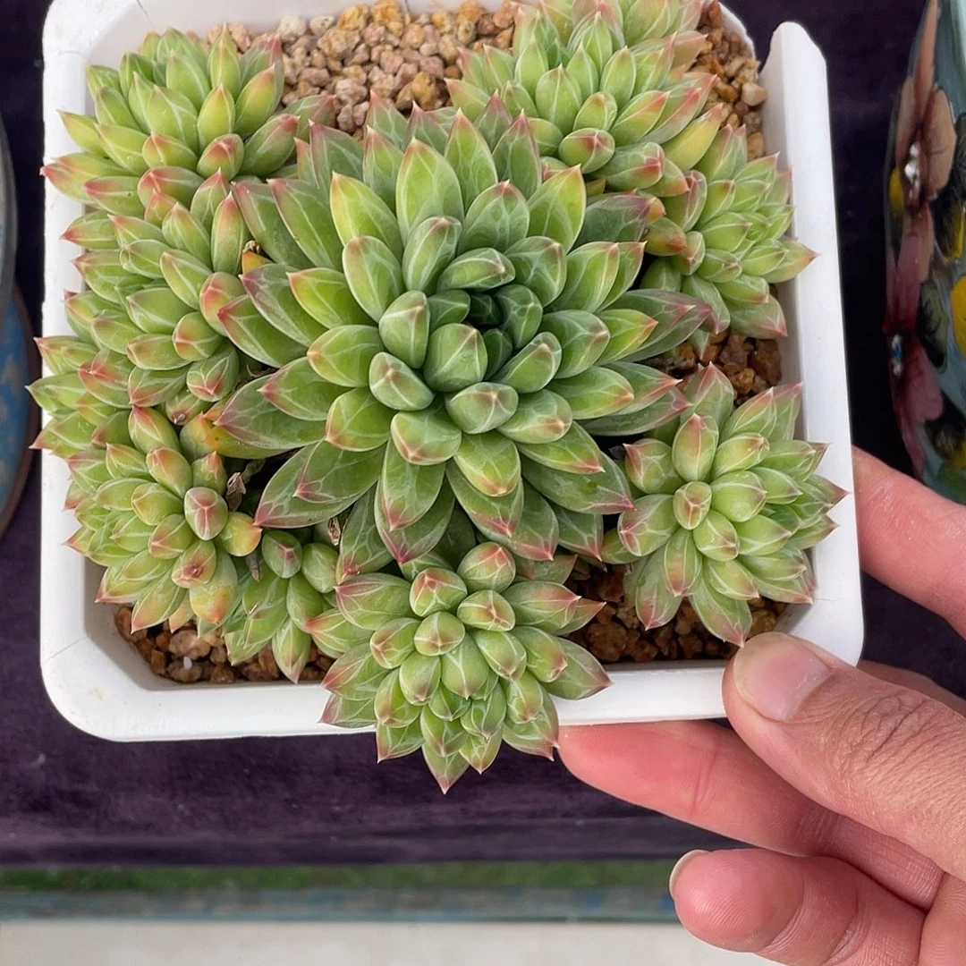 多肉植物脱土包邮