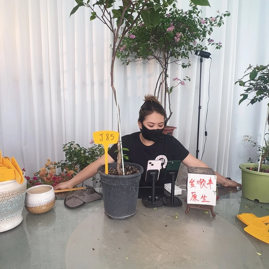 当前无花栽培后可以开花崇**彩J85苏瓦那棒棒糖