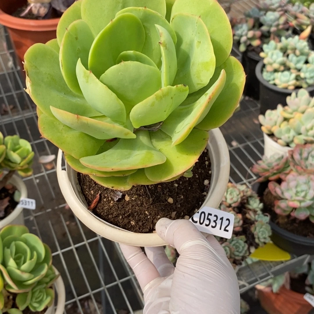 5312碧桃大单头老桩一物一拍