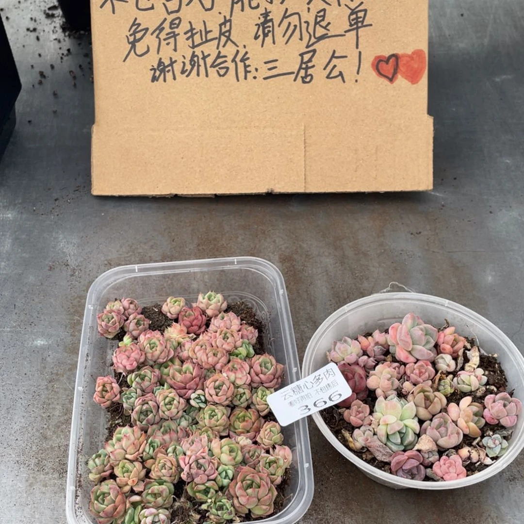 云糖心多肉植物366