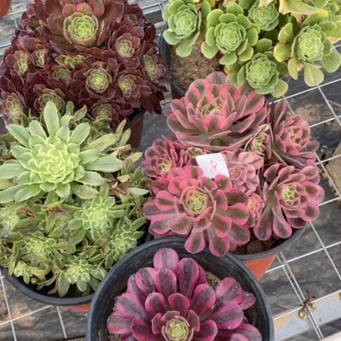 多肉植物组合拼盘8