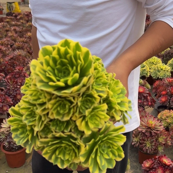 19.9金丝翡翠一棵