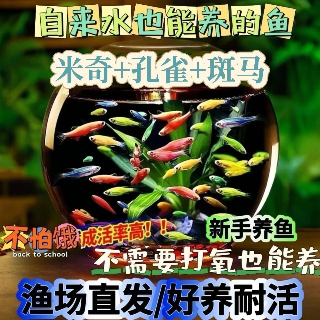 原13快20条】小型鱼斑马鱼热带淡水观赏鱼好养活小型活体宠物