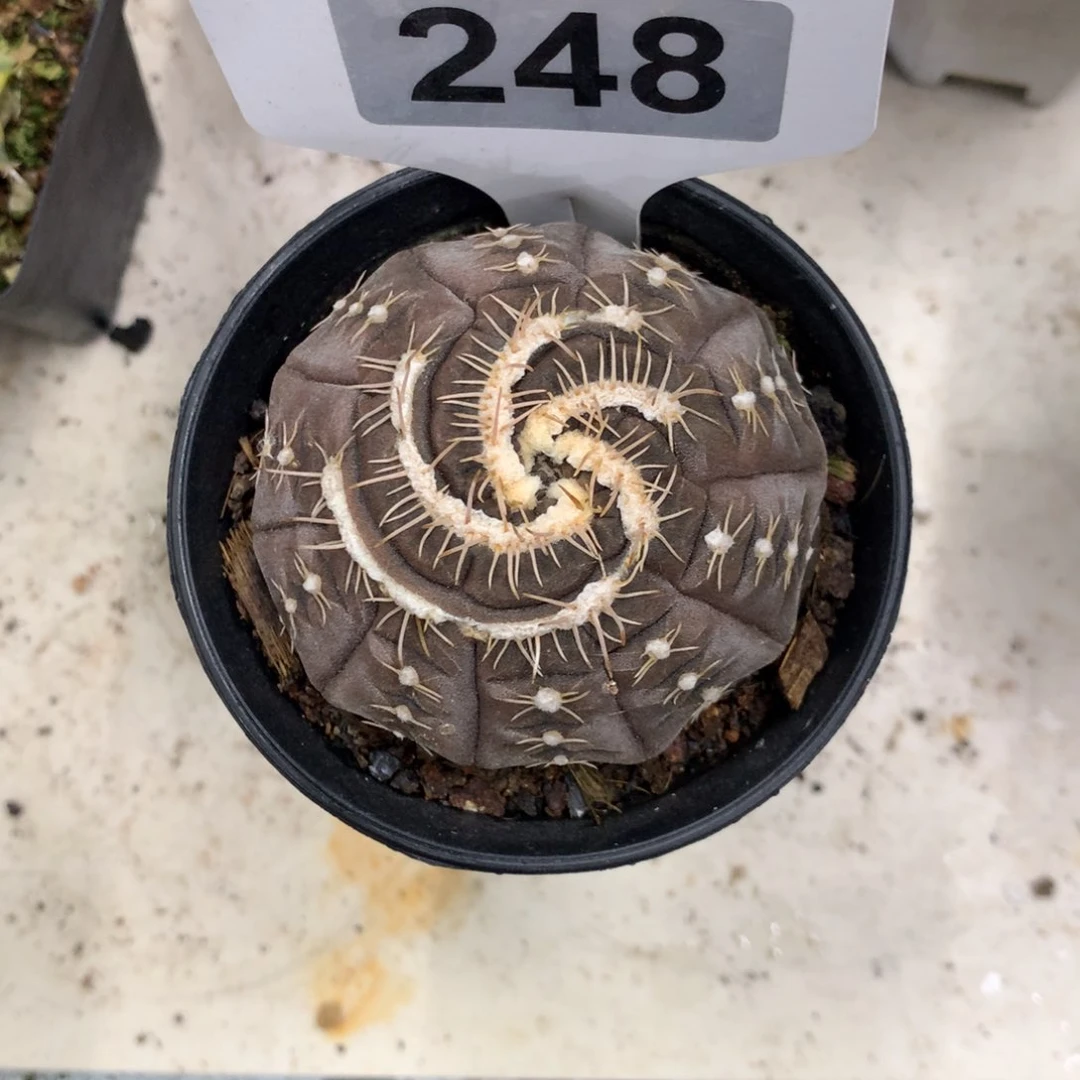 漠**狼开播福利实生仙人球仙人球