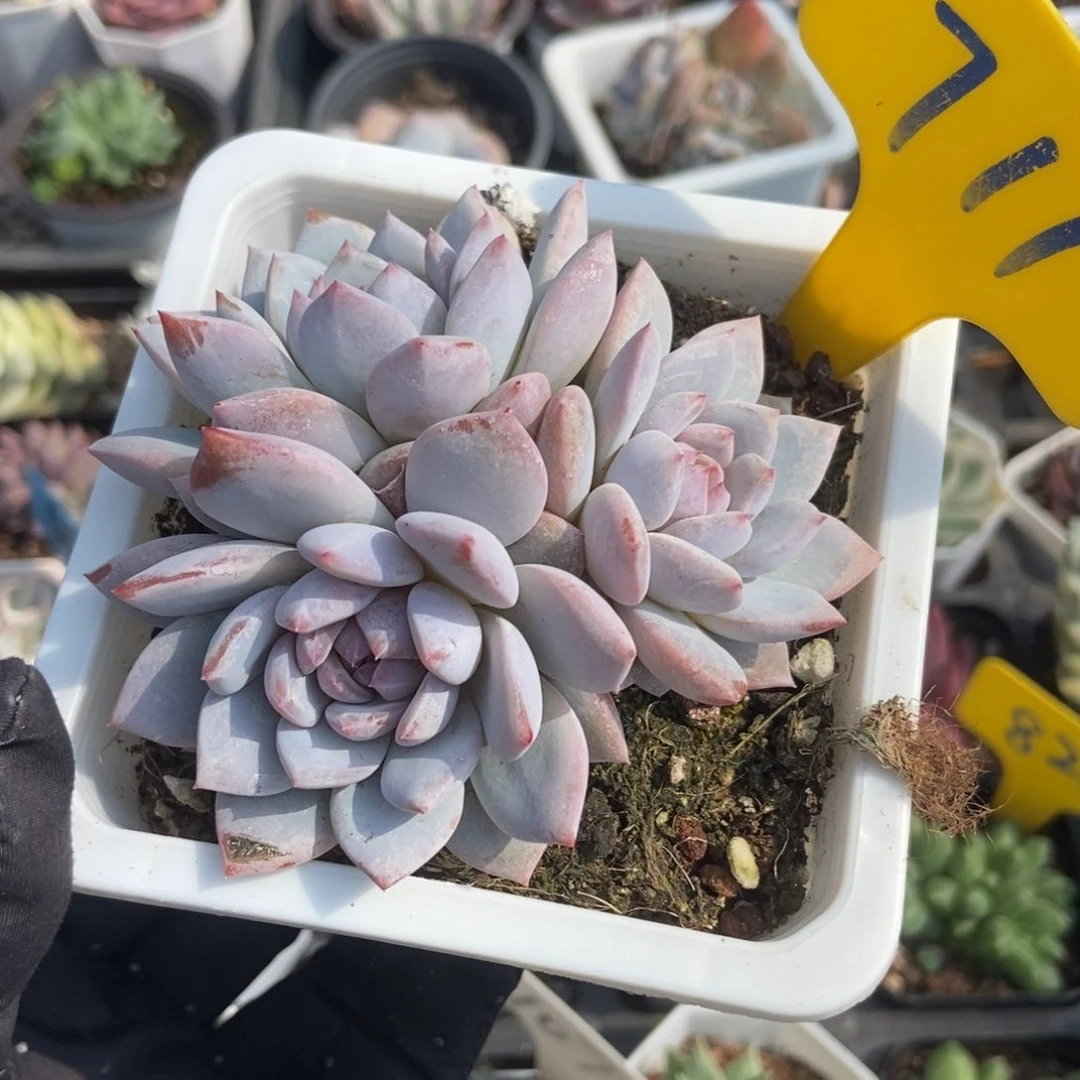 711玉芙蓉多肉植物