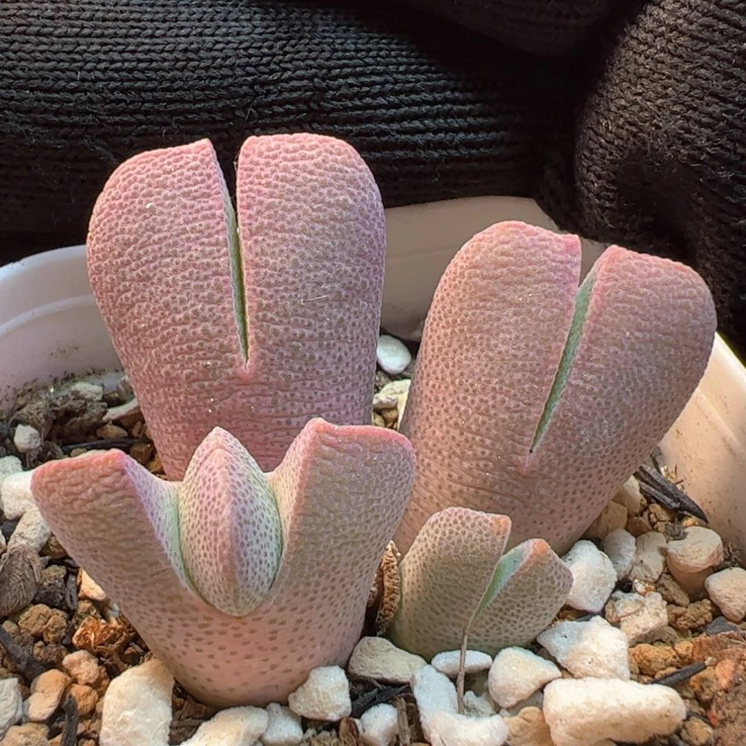 088多肉植物组合
