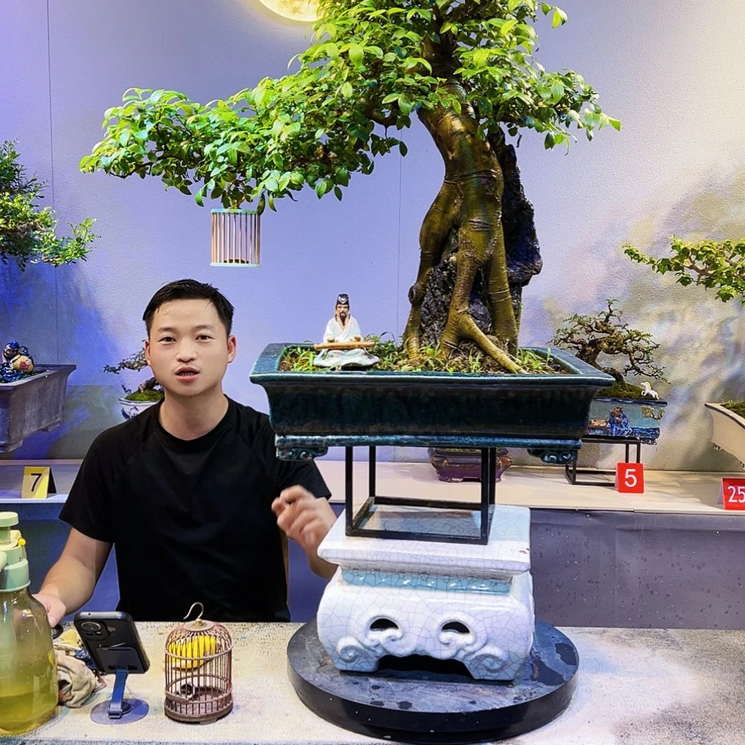 阿***器无花朵精品老桩朴树盆景