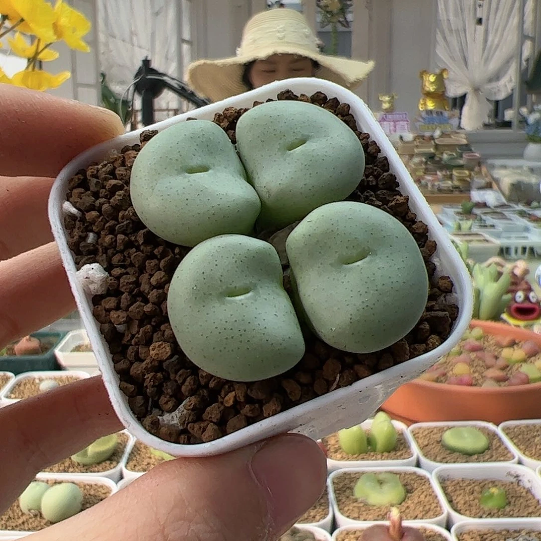 【闪购商品】48 大饼