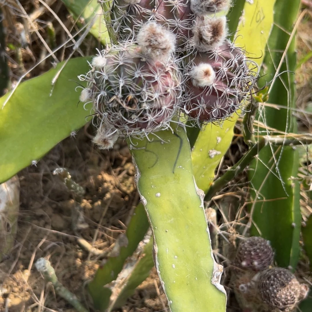 冰*a丽花仙人球恶魔672