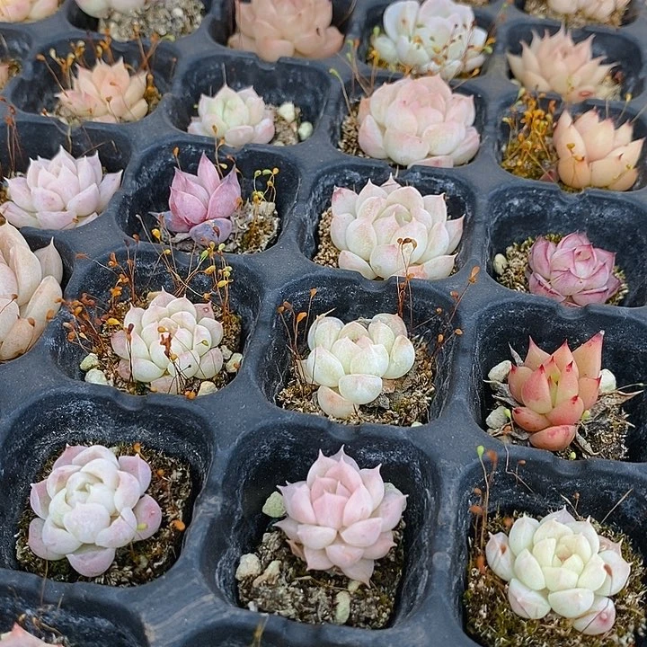 154 多肉植物盆栽花卉植物