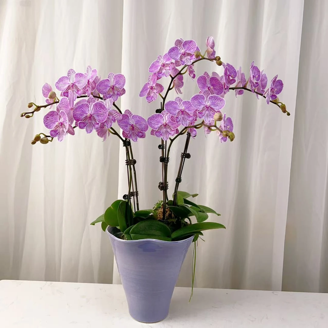 【曼塔樱花】蝴蝶兰轻 奢 绿植花卉艺术高级盆栽植株好养