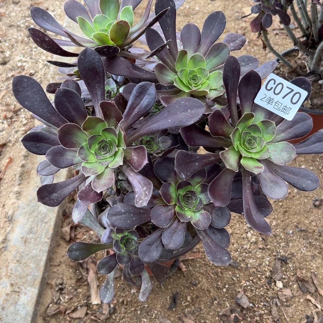 070多肉   原叶 不包断头
