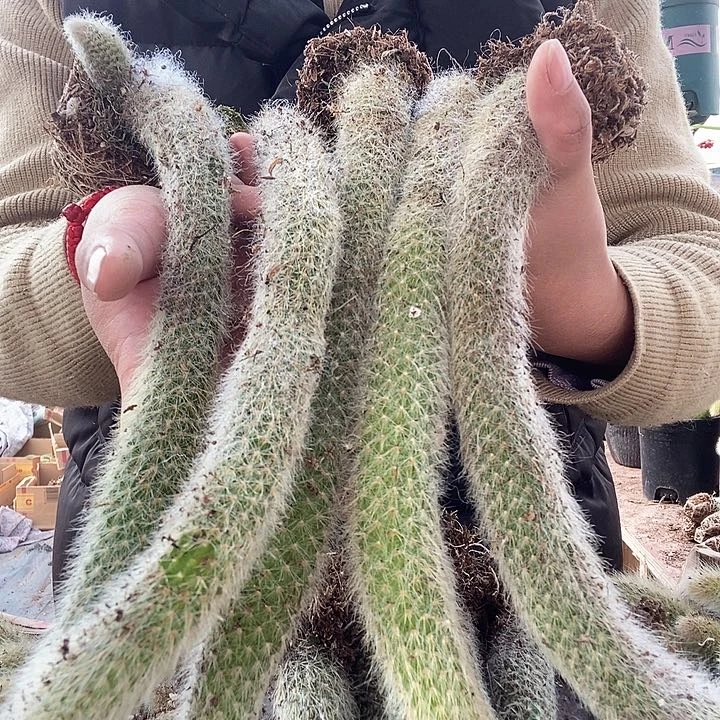 5颗九尾狐，30厘米左右，脱土发货