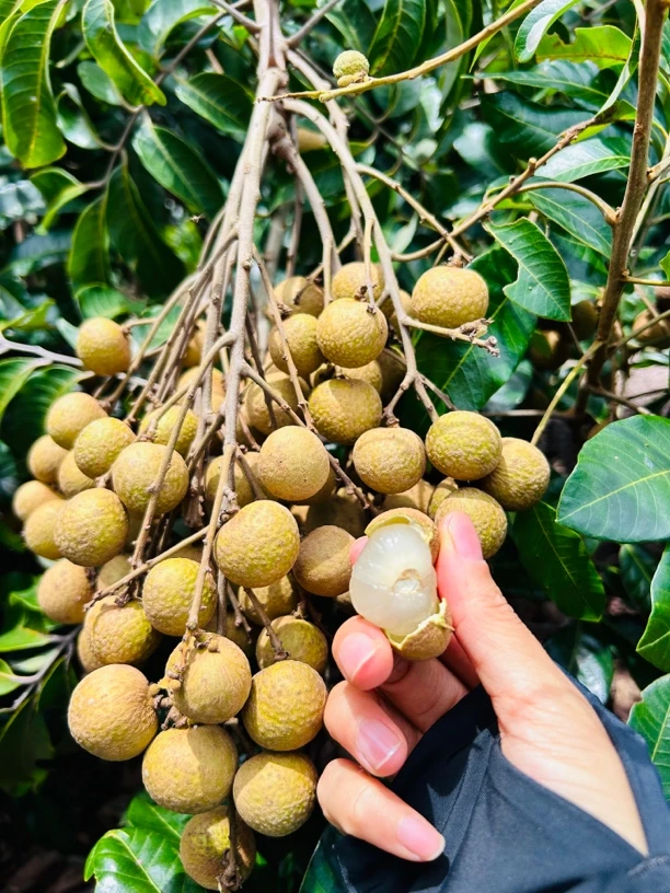 〖发顺丰〗覃斗石硖龙眼广东雷州特产新鲜水果产地直发现摘现发