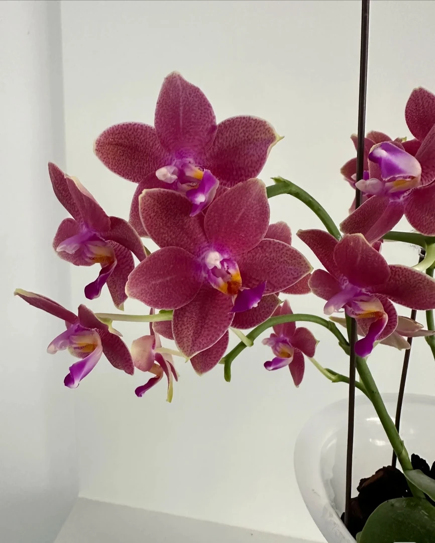 【香5】蝴蝶兰苗子3.0带花剑香味蜡质花室内盆栽花卉绿植