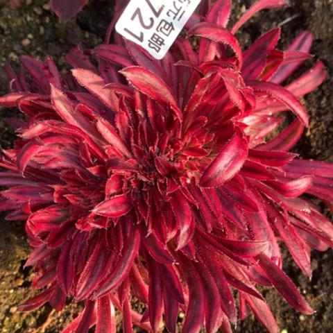 721朱雀缀满25包邮多肉