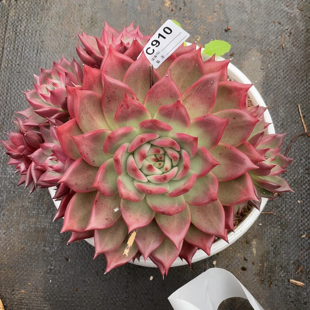 若如东云单拍C910