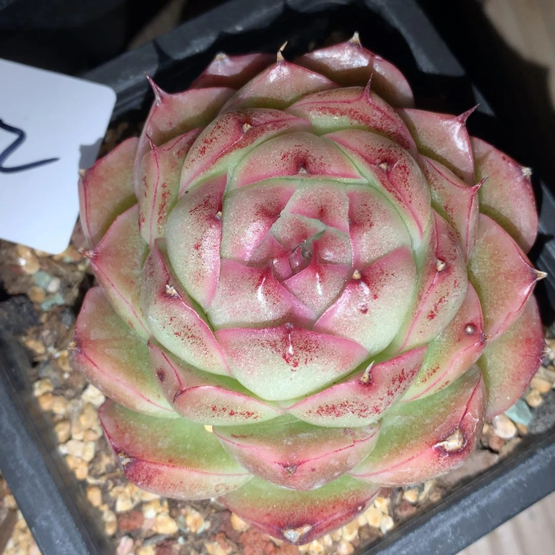 0308-182 麦杆优选