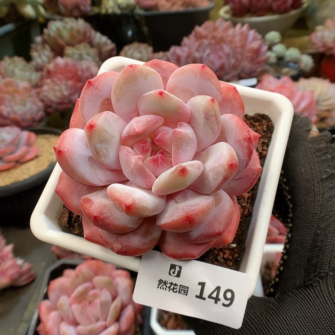 149雪天使多肉植物6666
