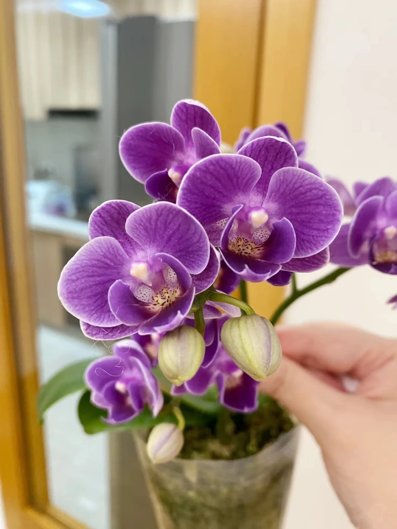 欧洲小蓝胡蝶兰花苗不带花剑3.0寸杯