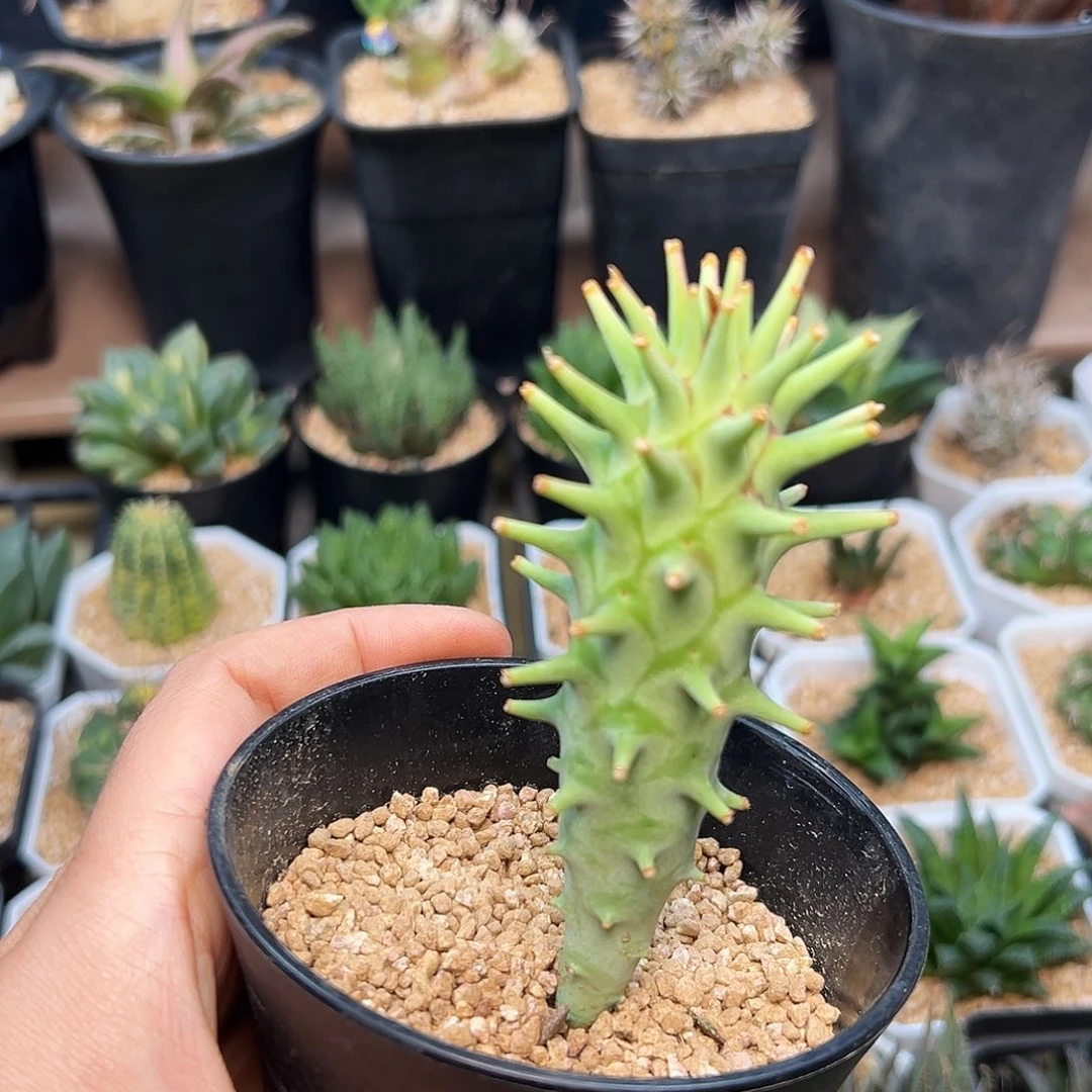 澡粒大戟实生带盆发货