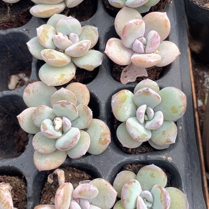 奶茶5元5颗满18包邮