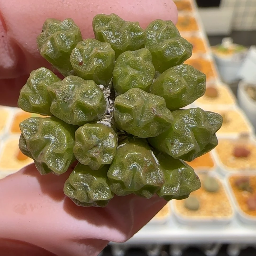 肉锥多肉植物百科-14头饺子皮1499