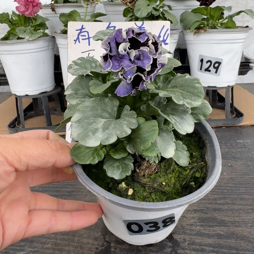 全部花朵038号德古拉