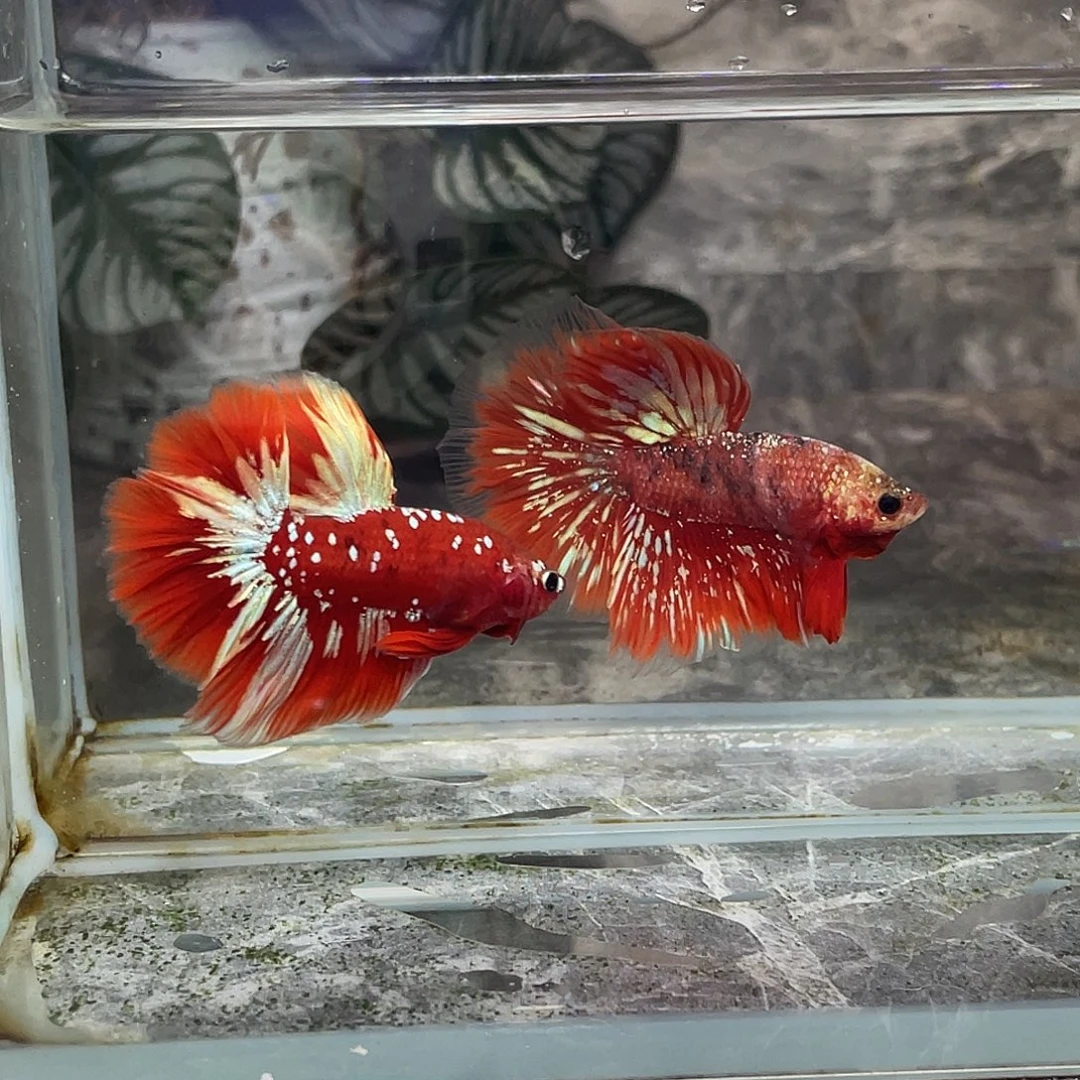 斗鱼育平斗鱼泰国斗鱼