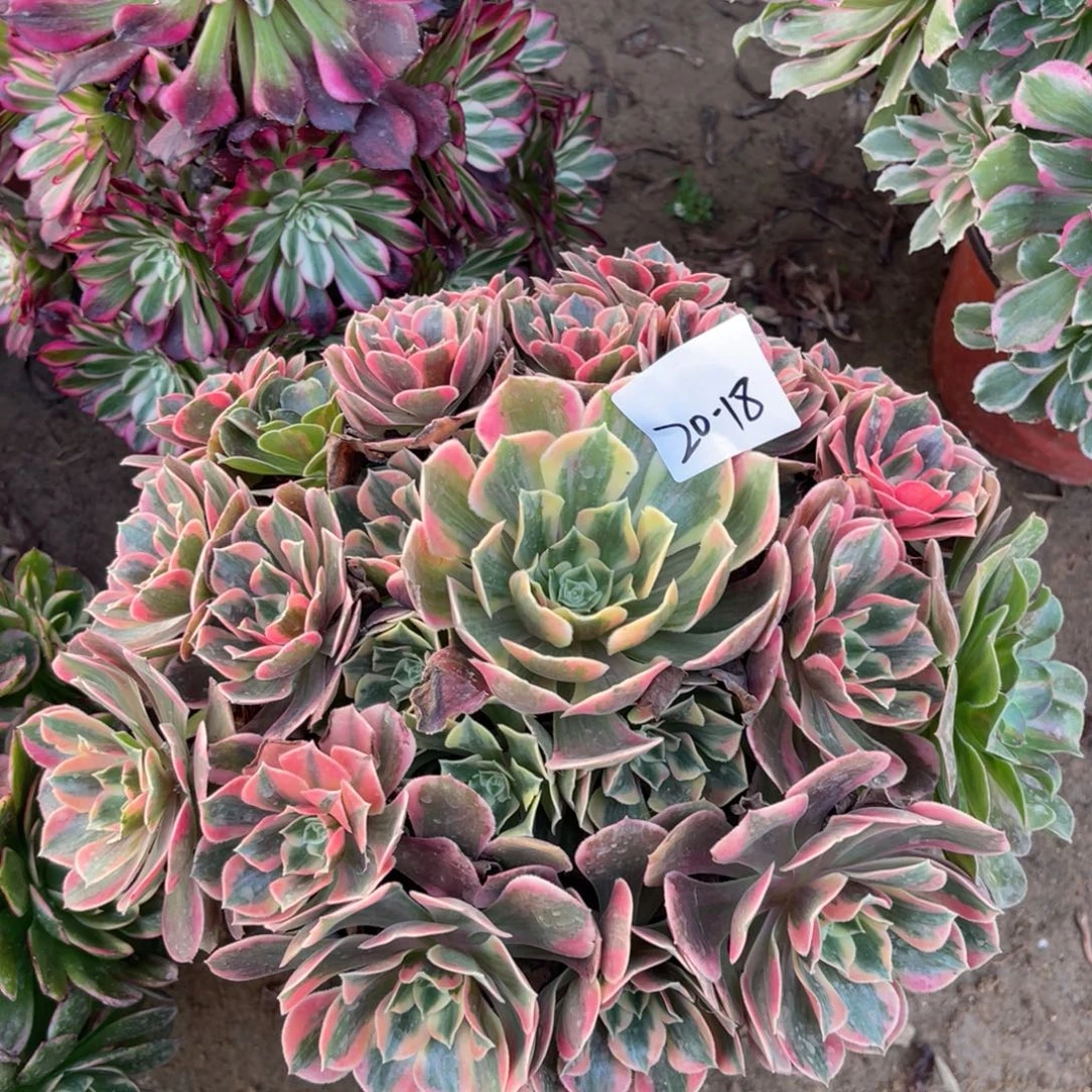 20-18粉女妖手捧多肉