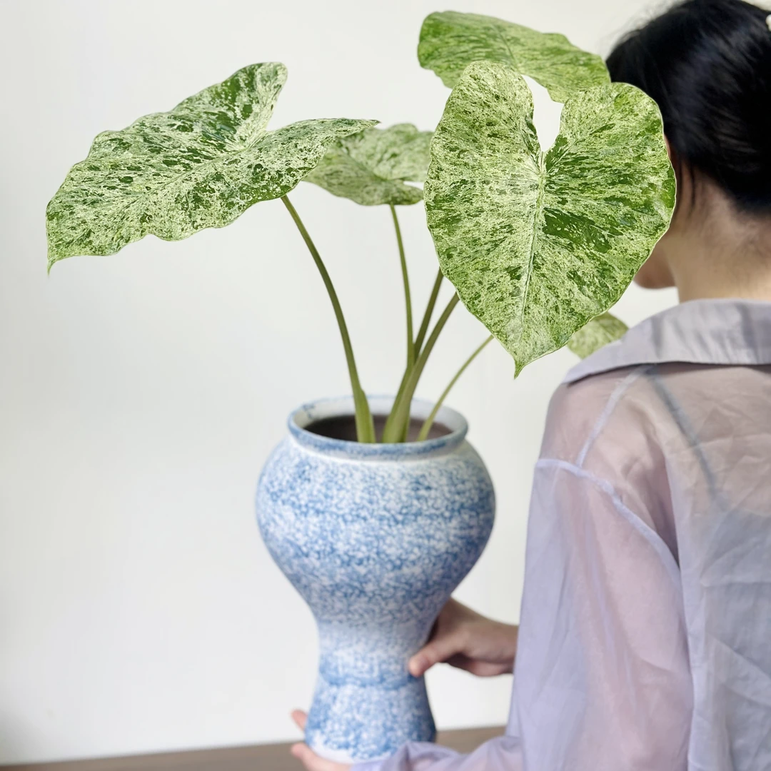 【松染海芋】原盆原土好养绿植不含盆器