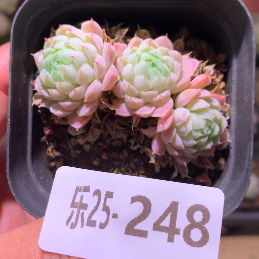 乐然25-248 羊脂球