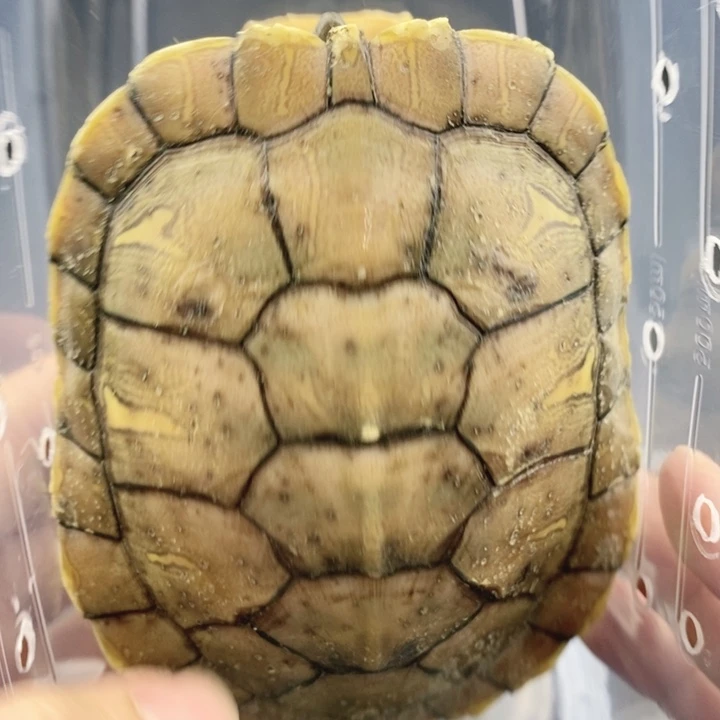 巴西彩龟母66666666