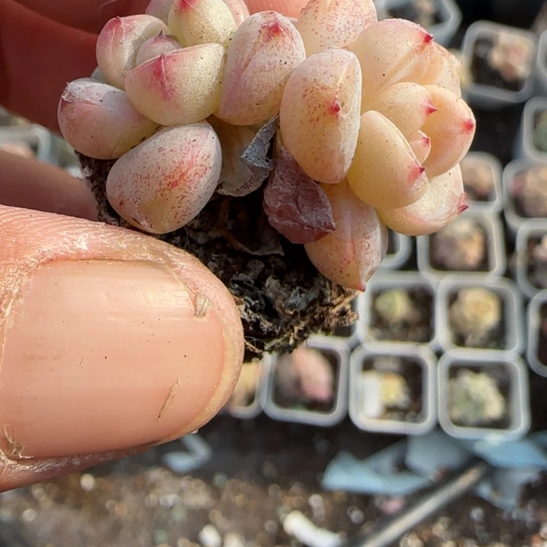 多肉小卡拉米糖心一物一拍