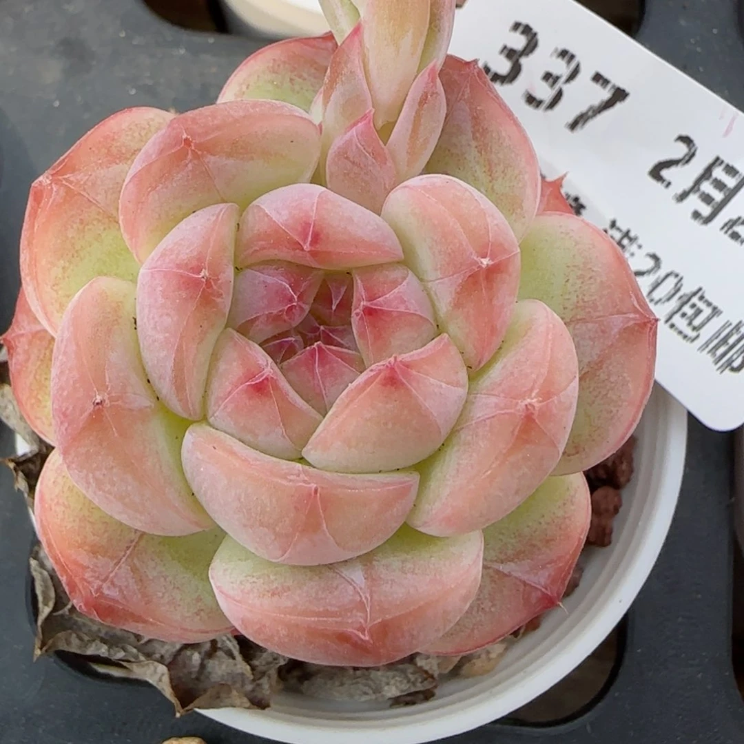 花语逸境0222-337
