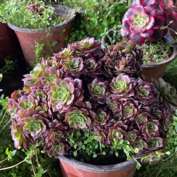 247万黄锦缀化老桩朵朵