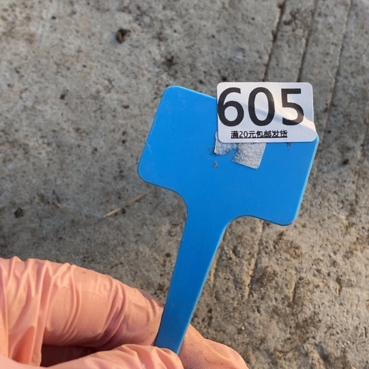 用***8生石花等植物的生长605