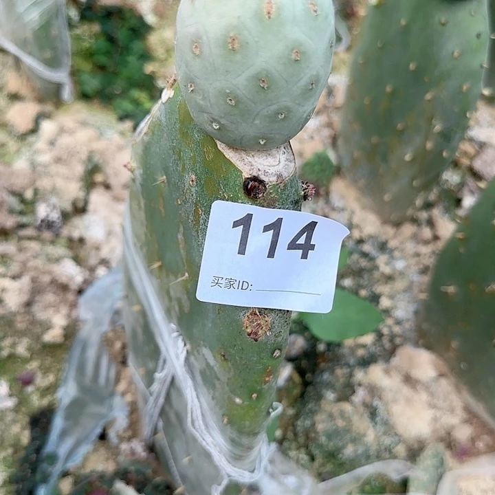 欧系蓝白皮习志野114