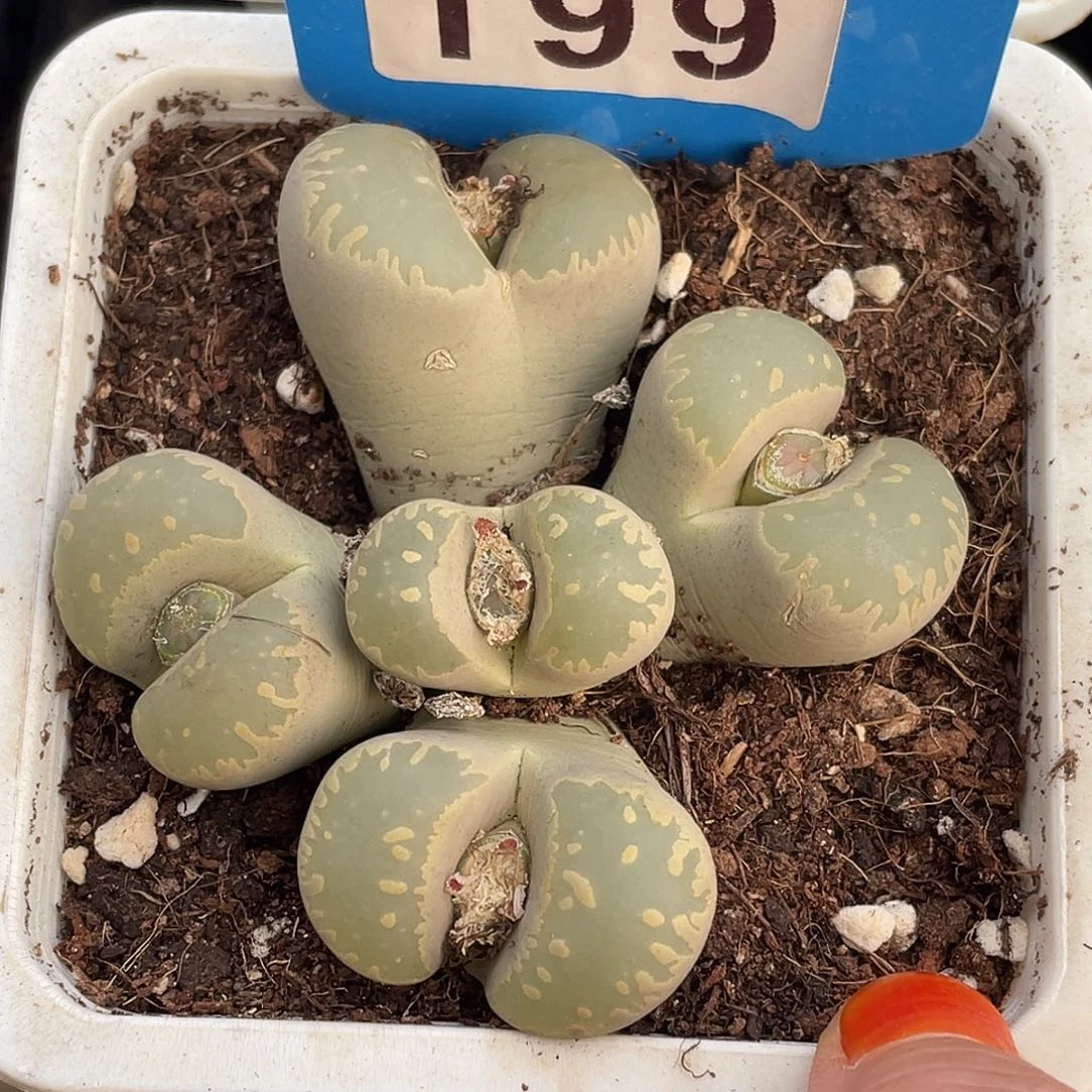 生石花一颗大牙19900