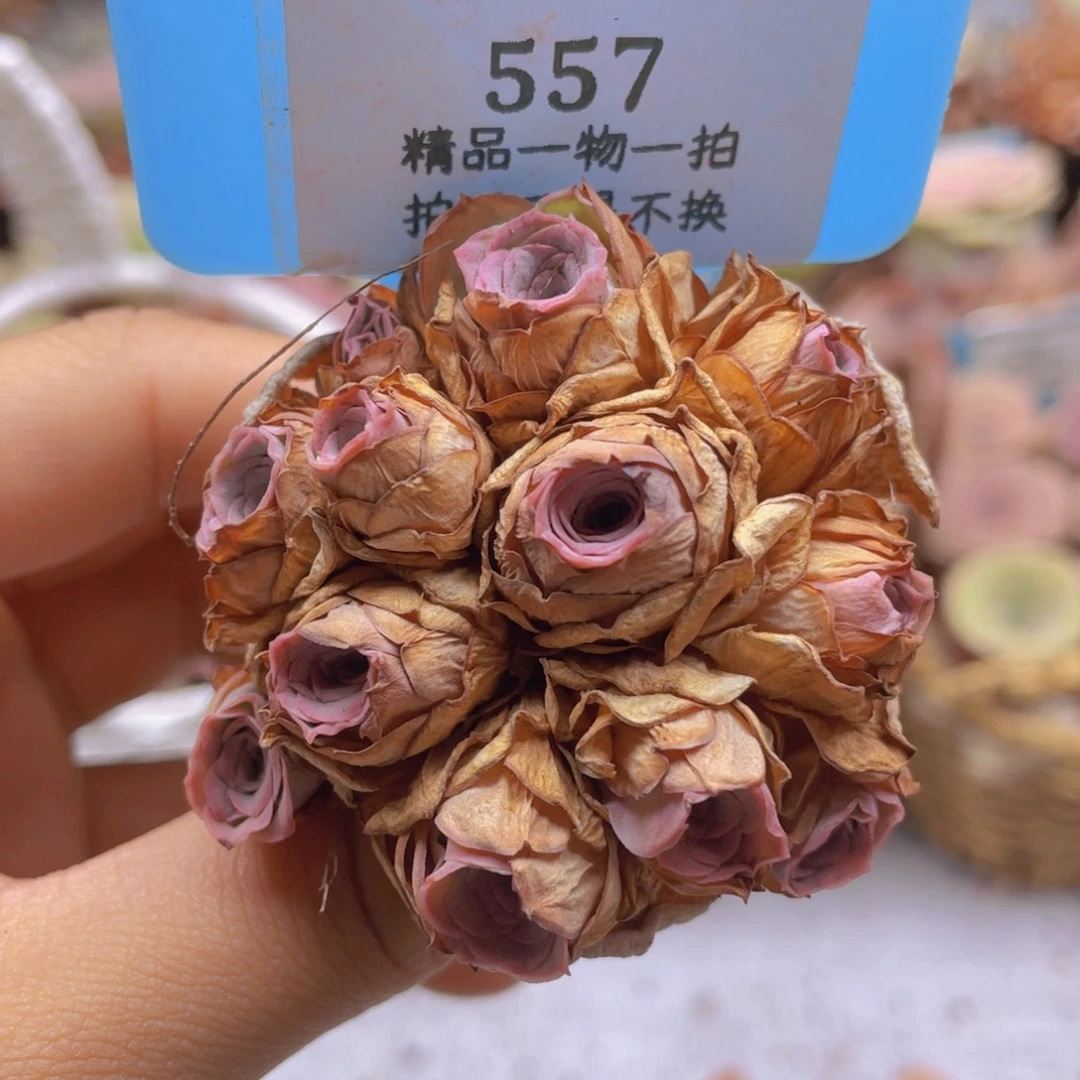 山地玫瑰557裸根发货不售后