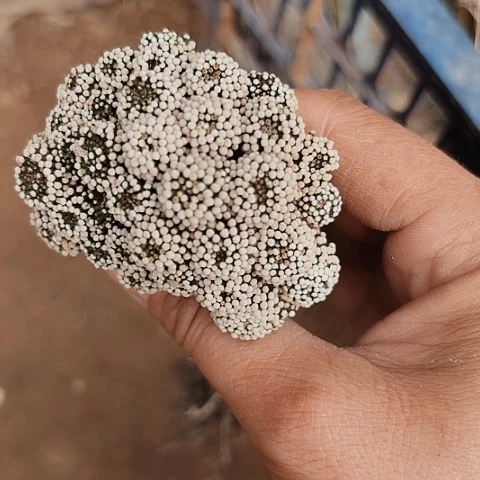 3681处理处理处理