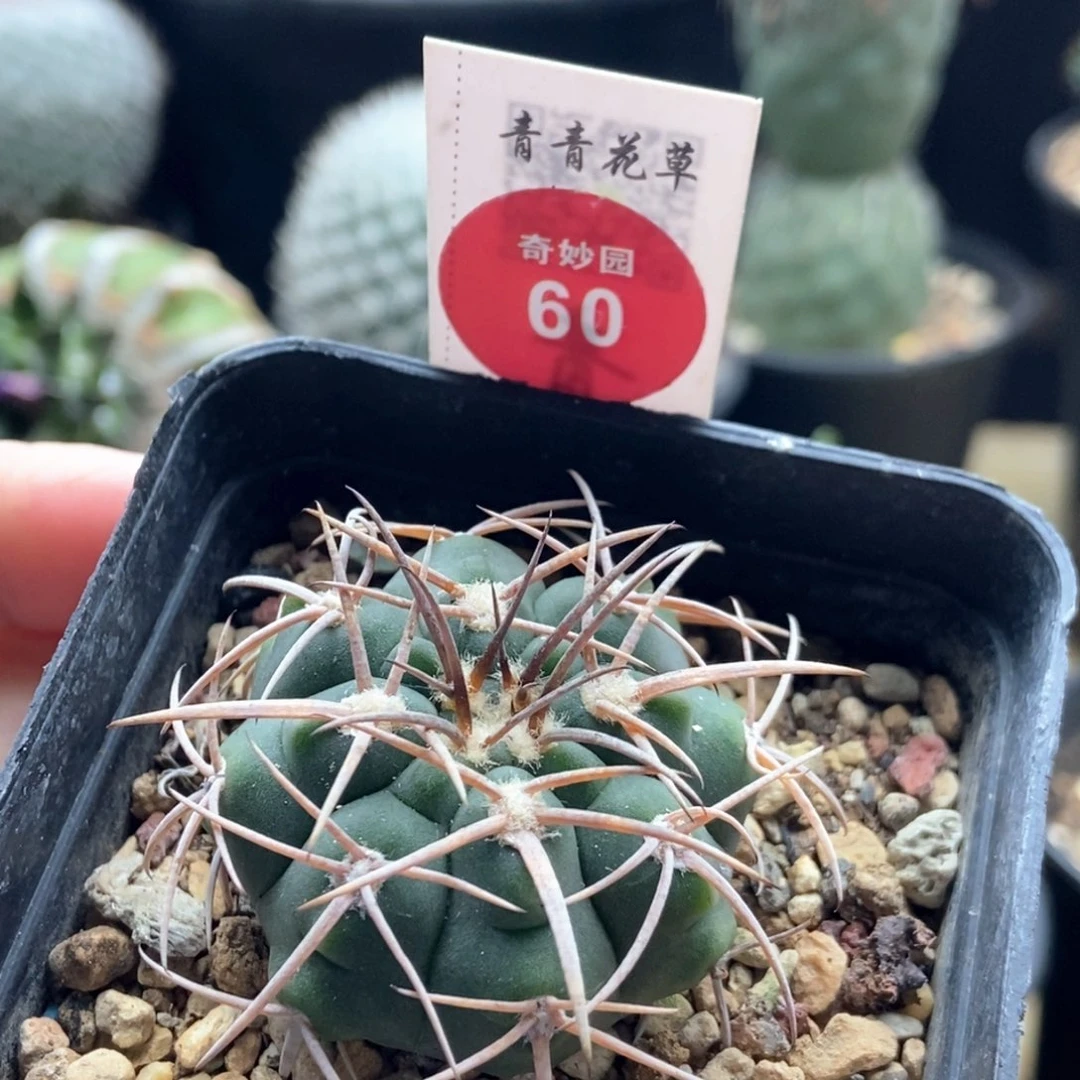 实生天平丸3.9cm一棵仙人球