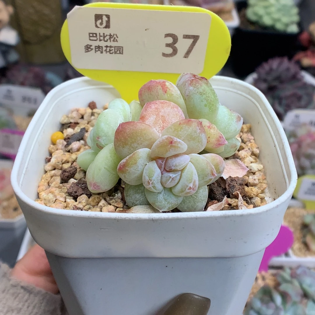 37三头冰玉石化多肉