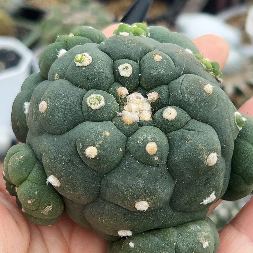 草球仙人球66666666