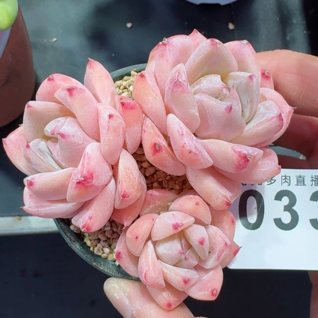 白泽      愿你一路坦途，乘风破浪展宏图