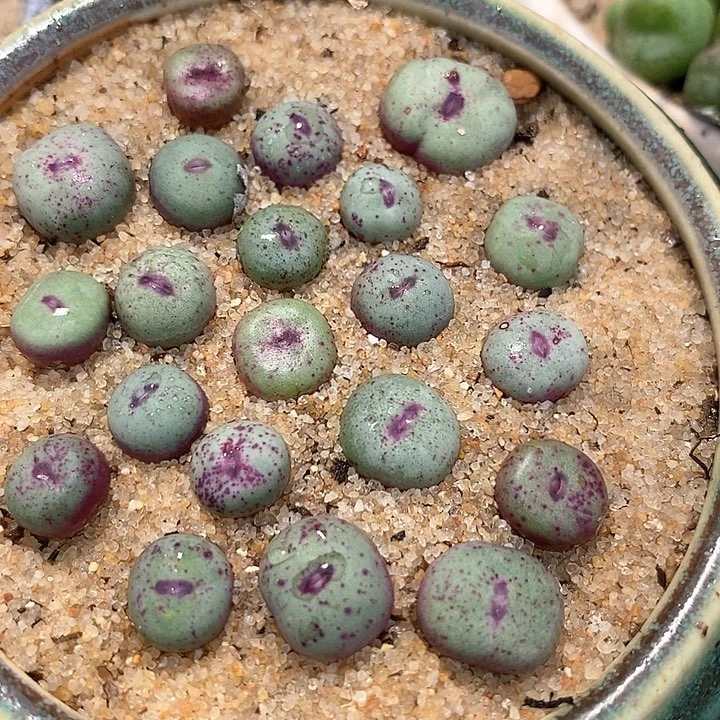 2504单头0094小红嘴一颗