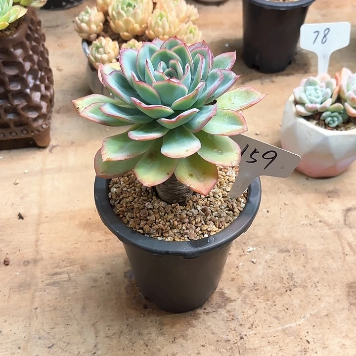 多肉植物，晨露159号