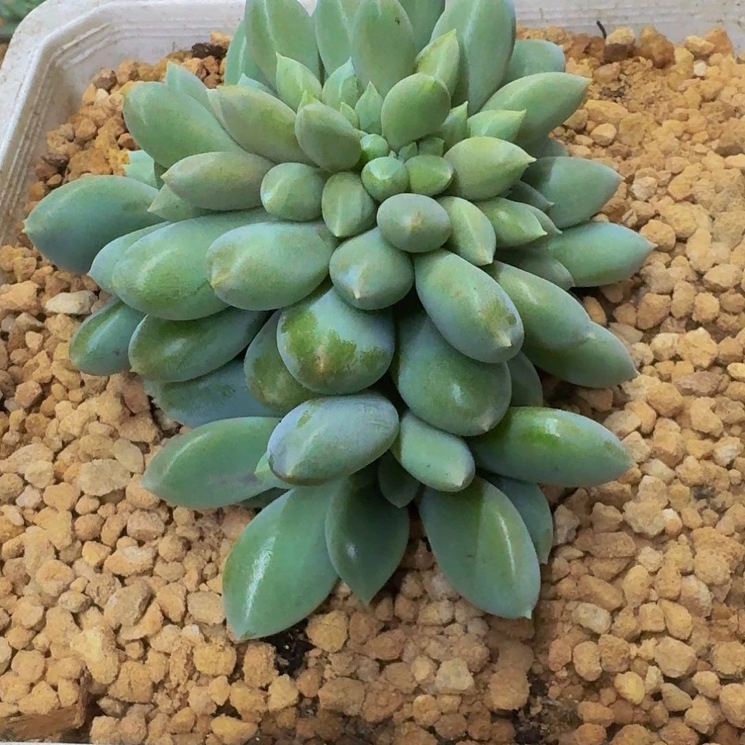 雨***花黄胖体 哥特 缀化 一物一拍