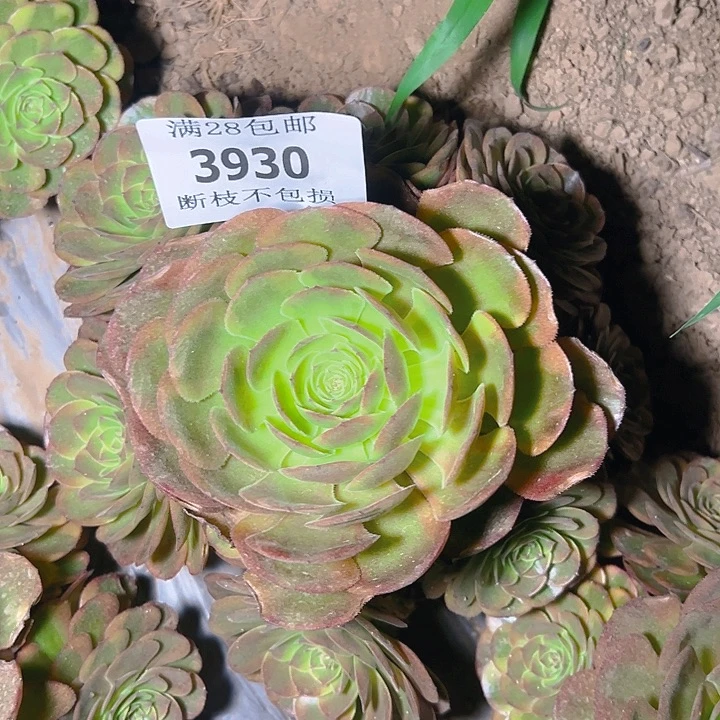 无花朵做****王3930火狐多肉植物2号